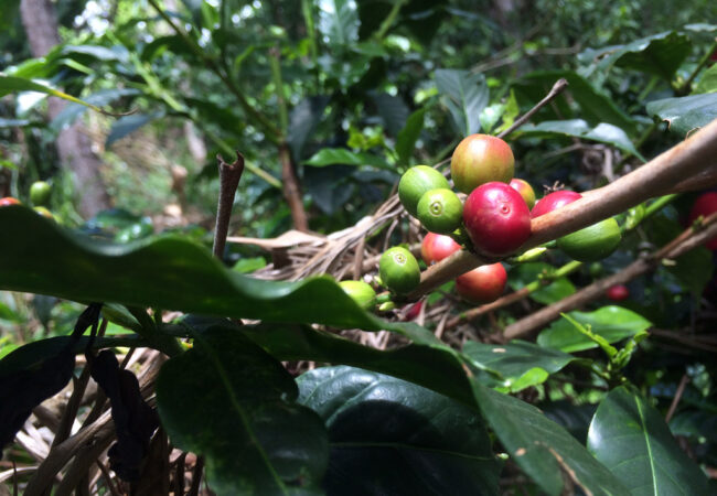 tupande usambara cofee